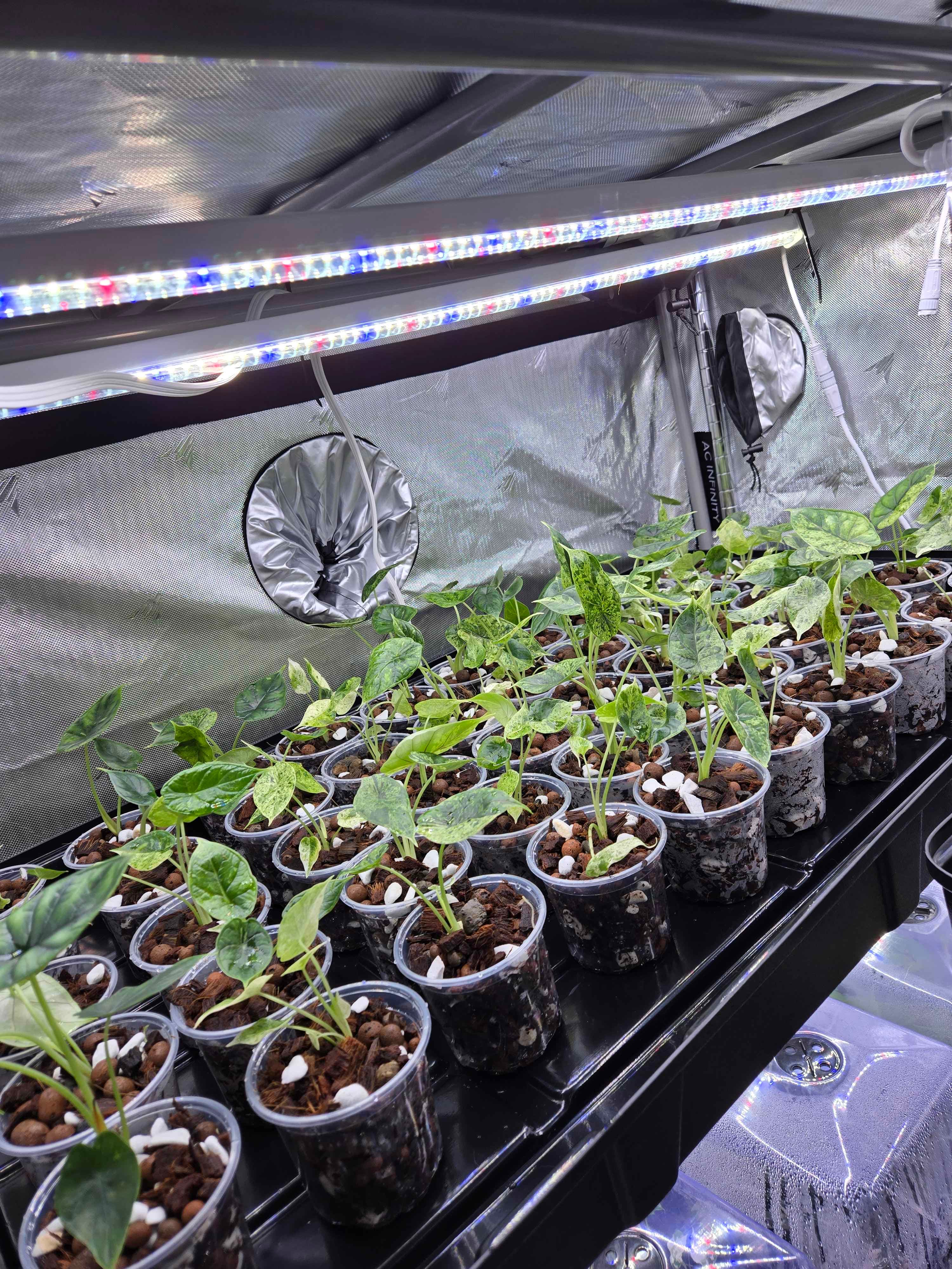 Ex vitro plants growing in clear cups under lights after acclimation